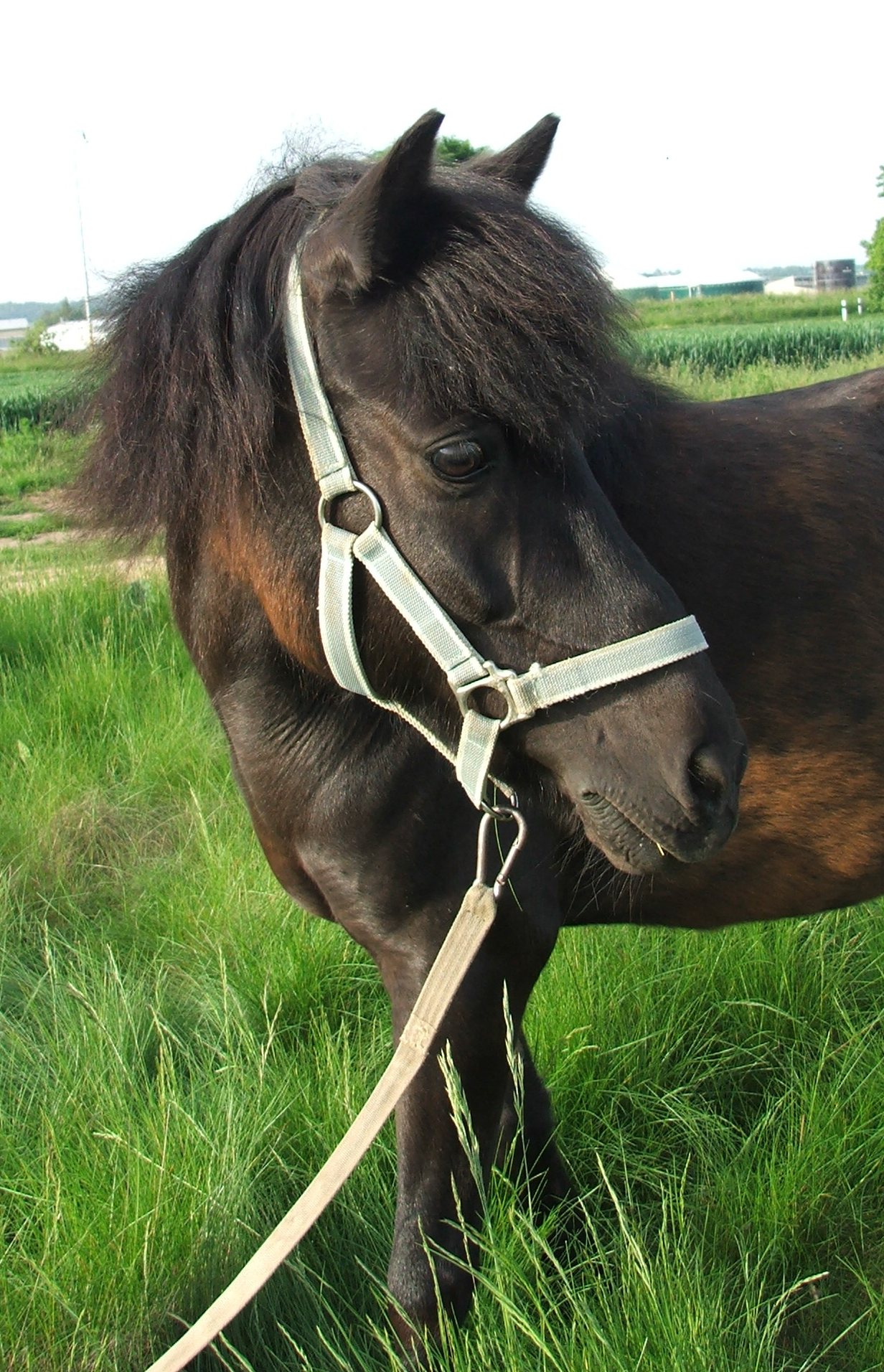 Sárinka